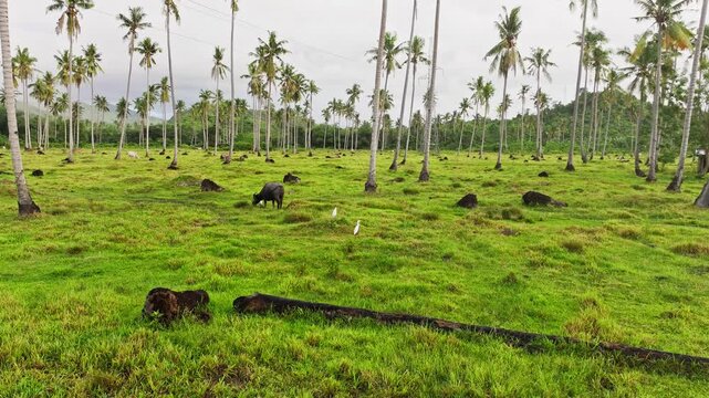 Drone approaches grazing buffalo Jolo Roxas Puerto Princesa Palawan Philippines