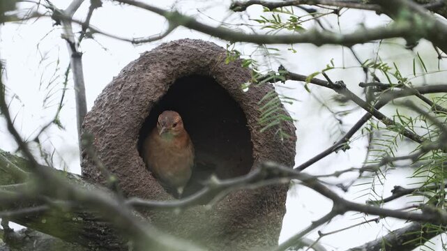 Close view of a rufous hornero building its mud oven nest on a tree branch in slow-motion..