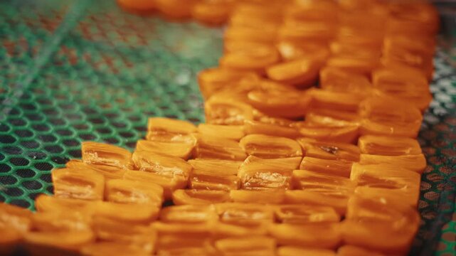 Hand placing orange persimmon slices on a green drying rack for food preservation