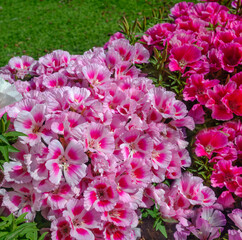 Fototapeta premium Beautiful spring flowers in Israel.