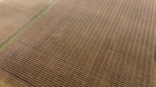 Aerial view of meticulously arranged rows create a structured tapestry across the landscape, showcasing agricultural precision, Jazak, Vojvodina, Serbia.