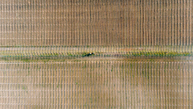 Aerial view of meticulously aligned rows create a textured tapestry, bisected by a vibrant green pathway, Jazak, Vojvodina, Serbia.