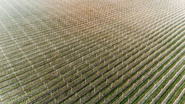Aerial view of a vast orchard stretches out, lines of trees creating a mesmerizing pattern of light and shadow, a testament to agricultural precision, Jazak, Vojvodina, Serbia.