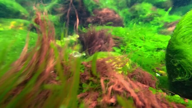 Black Sea macrophyte algae, green algae (Ulva sp., Enteromorpha sp.) and red algae growing on rocks near the shore, contributing to water oxygenation and synthesis