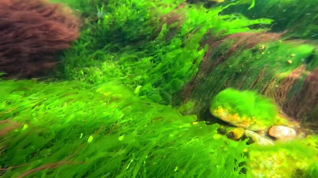 Black Sea macrophyte algae, green algae (Ulva sp., Enteromorpha sp.) and red algae growing on rocks near the shore, contributing to water oxygenation and synthesis