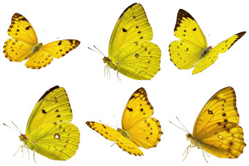 A vibrant collection of six delicate yellow butterflies, captured in various dynamic flight and serene resting. © Feroz Qazi