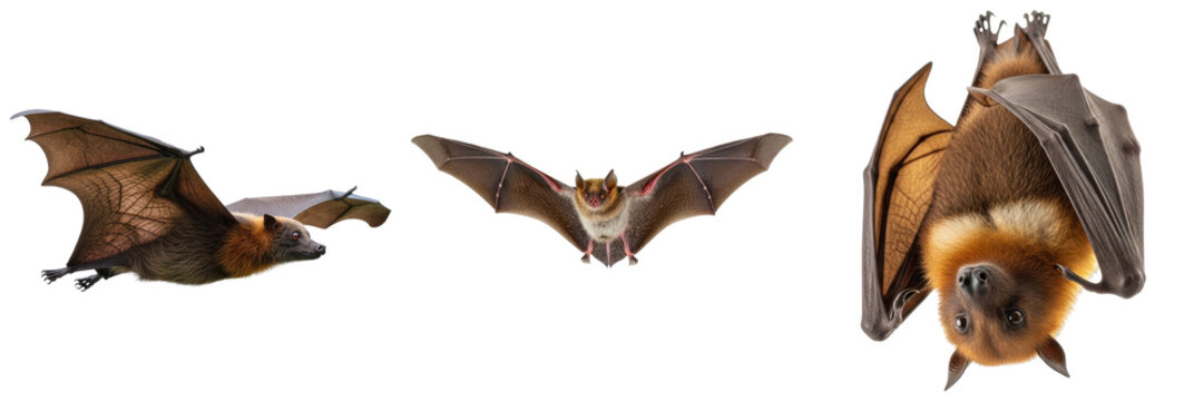 Three different fruit bats and microbats captured mid-flight and hanging upside down.
