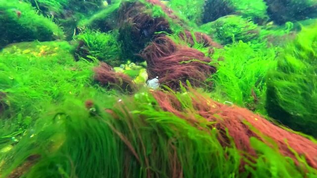 Black Sea macrophyte algae, green algae (Ulva sp., Enteromorpha sp.) and red algae growing on rocks near the shore
