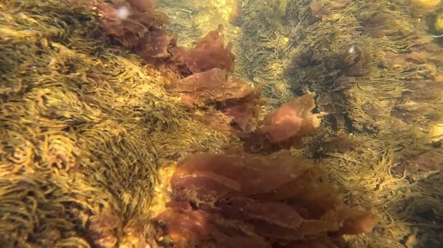 Underwater landscape in the Black Sea, macrophyte algae including green algae (Ulva sp., Enteromorpha sp.) and red algae (Porphyra sp., Ceramium sp.) growing on rocks near the shore