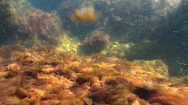 Underwater landscape in the Black Sea, macrophyte algae including green algae (Ulva sp., Enteromorpha sp.) and red algae (Porphyra sp., Ceramium sp.) growing on rocks near the shore