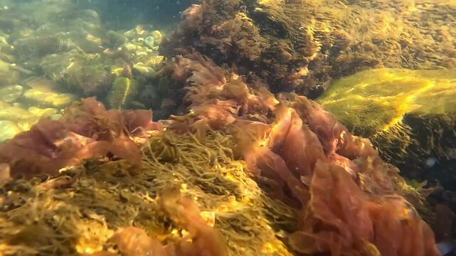 Underwater landscape in the Black Sea, macrophyte algae including green algae (Ulva sp., Enteromorpha sp.) and red algae (Porphyra sp., Ceramium sp.) growing on rocks near the shore