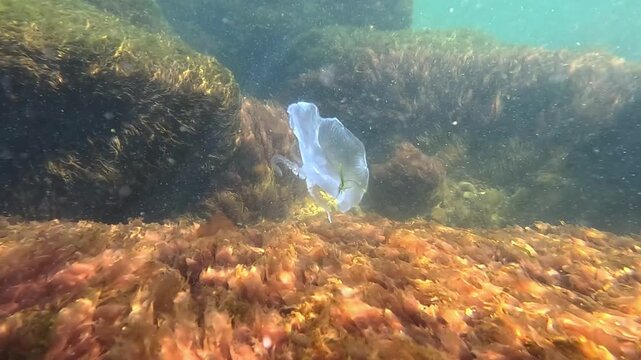 The moon jellyfish Aurelia aurita swims near an algae-covered coastal stone in the Black Sea.