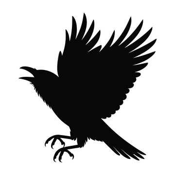 Raven cawing Vector, Silhouette, Illustration