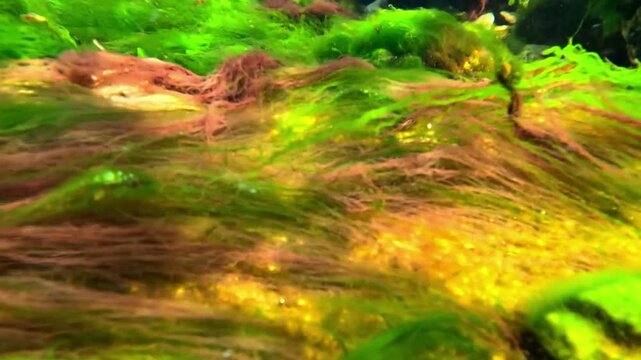 Filamentous green and red algae growing on a stone in a flowing water stream, Black Sea.