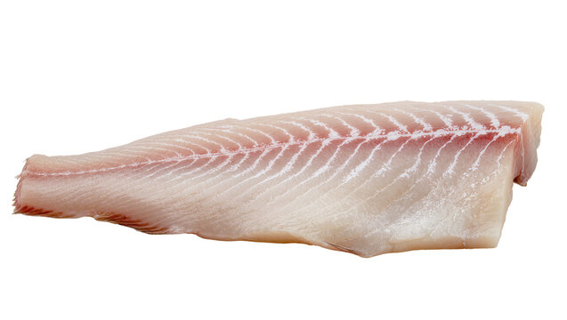 Isolated raw fresh cod fish fillet with skin removed, a healthy and lean protein food