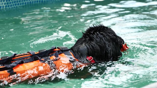 Black Newfoundland dog swimming in pool wearing life jacket and retrieving buoy