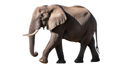 Fototapeta premium Isolated African elephant walking with large tusks, majestic giant mammal wildlife