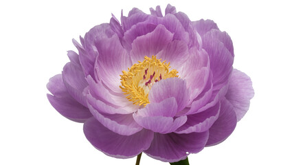 Isolated vibrant purple peony blossom with soft petals and golden stamens © Julie