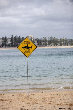 Beach Closed - Shark Sighted sign standing on foreground at the beach