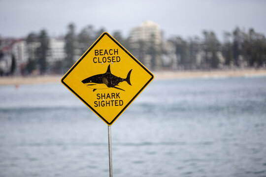 Beach Closed - Shark Sighted sign standing on foreground at the beach