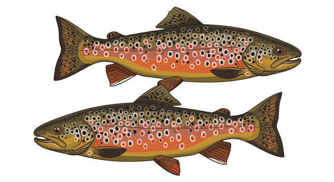 Two Brown Trout Fish Swimming