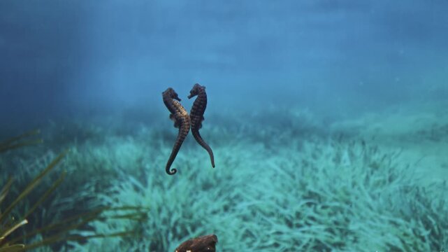 Two green seahorses dancing together swimming in blue water column in sunlight in oceanarium aquarium, Slow motion, Follow shot. Underwater marine exotic fauna nature, wild environment. Amazing beauty
