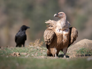 Fototapeta premium griffon vulture and raven.