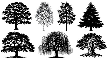 Obraz premium A collection of various botanical tree silhouettes showing diverse species and branch structures isolated on transparent background