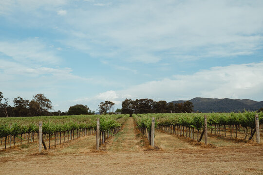 Expansive rows of grapevines in Mudgee, NSW