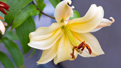 Fototapeta premium Close up on Yellow lily isolated on gray in summer garden .
