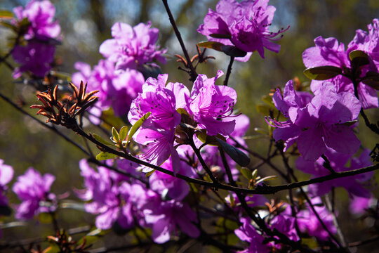Abundant rhododendron flowers in soft focus background while foreground blooms shine with intricate detail. Warm sunshine highlights every stamen and petal texture.
