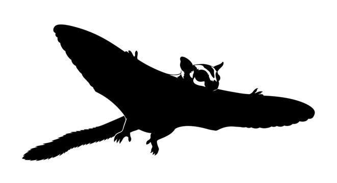 Black silhouette of a flying sugar glider on a white background