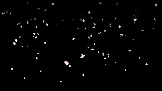 Seamless loop of a sakura flower overlay. Soft pink cherry blossoms drifting across the screen, perfect for spring and Easter themed projects. Explosion sakura flower 4K resolution on alpha channel.