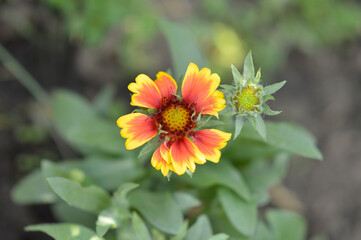 blooming Indian blanket flower in the garden