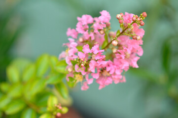 Fototapeta premium blooming queen's crape myrtle plant