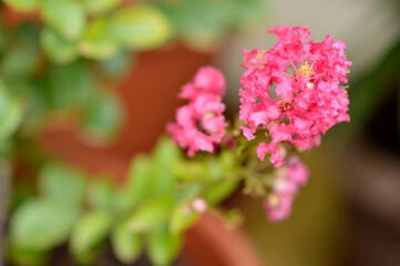 Obraz premium blooming queen's crape myrtle plant