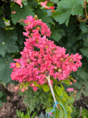 Fototapeta premium blooming queen's crape myrtle plant