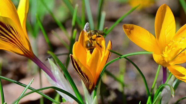 A honey bee (Apis mellifera) collects nectar and pollen from early spring bulbous plant Crocus flavus (yellow crocus) in a garden during spring