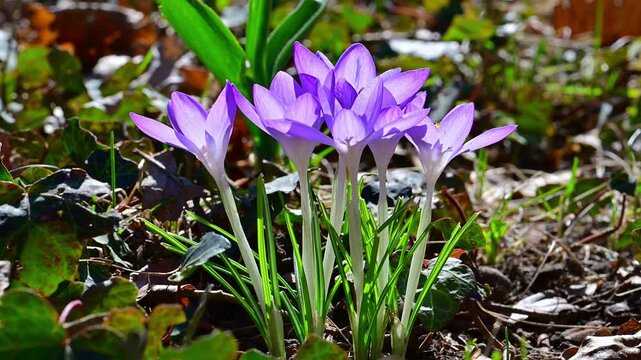 One of the earliest spring flowers, often blooming immediately after snowmelt, Crocus tommasinianus (Tommasini crocus), Ukraine