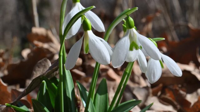 One of the earliest spring flowers, snowdrops (Galanthus spp.) with white flowers in the wild in spring, Ukraine