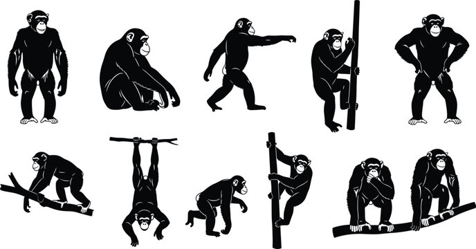 Chimpanzee ape silhouette set, black vector collection of monkeys climbing swinging sitting and standing for jungle wildlife nature zoo and biology designs