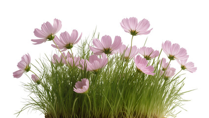 Isolated fresh cosmos flowers with delicate pink petals and green stems growing from grass clump © Federica