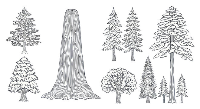 Vintage Forest Trees Collection: Hand-drawn Botanical Illustrations