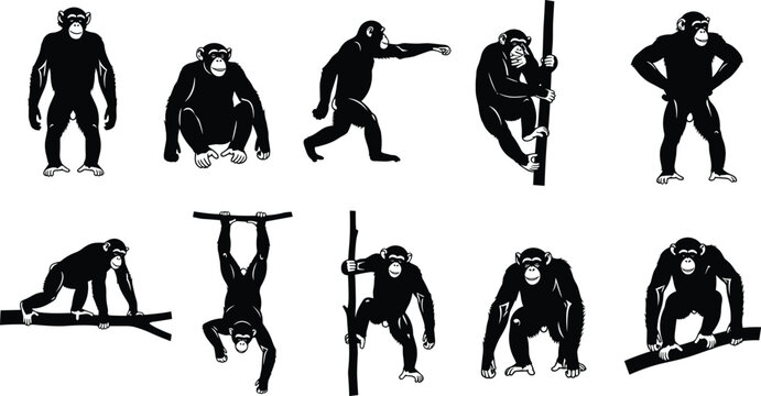 Chimpanzee silhouettes set featuring monkey characters climbing hanging walking and sitting poses isolated on white background for wildlife nature and primate education design