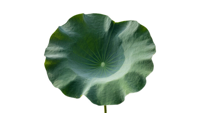 Isolated vibrant green lotus leaf with intricate venation and natural rippled edge