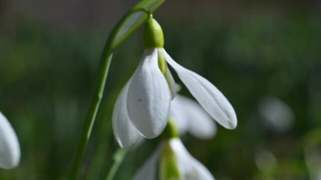 One of the earliest spring flowers, snowdrops (Galanthus spp.) with white flowers in the wild in spring, Ukraine