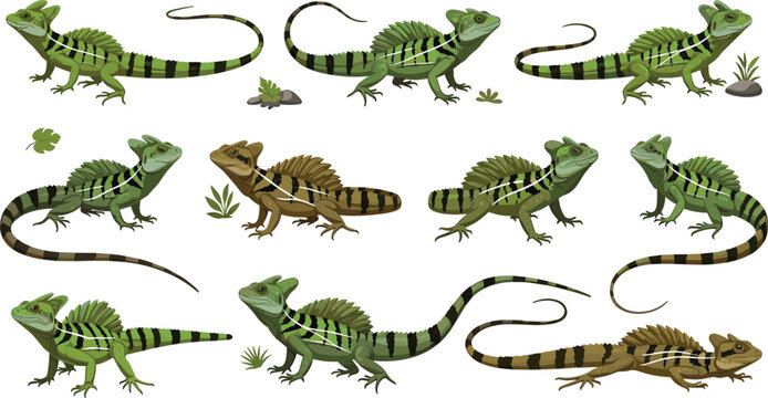 Green Basilisk Lizard Vector Set Featuring Dynamic Running Poses, Striped Body Patterns, and Tropical Reptile Illustration for Wildlife, Nature Education, and Design Projects.