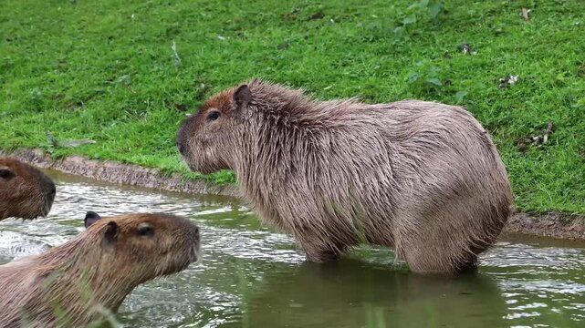 The capybara, Hydrochoerus hydrochaeris is the largest extant rodent in the world. Its closest relatives are agouti, chinchillas, coyphillas, and guinea pigs. Native to South America. 