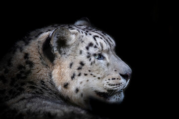 Side portrait of an adult snow leopard, panthera uncia, on black background with space for text. This vulnerable big cat is indigenous to the mountains of central and south Asia © Rixie