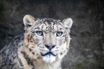Fototapeta premium Alert adult snow leopard, panthera uncia, on rocky background with space for text. This vulnerable big cat is indigenous to the mountains of central and south Asia